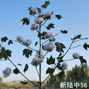  新陸中56号